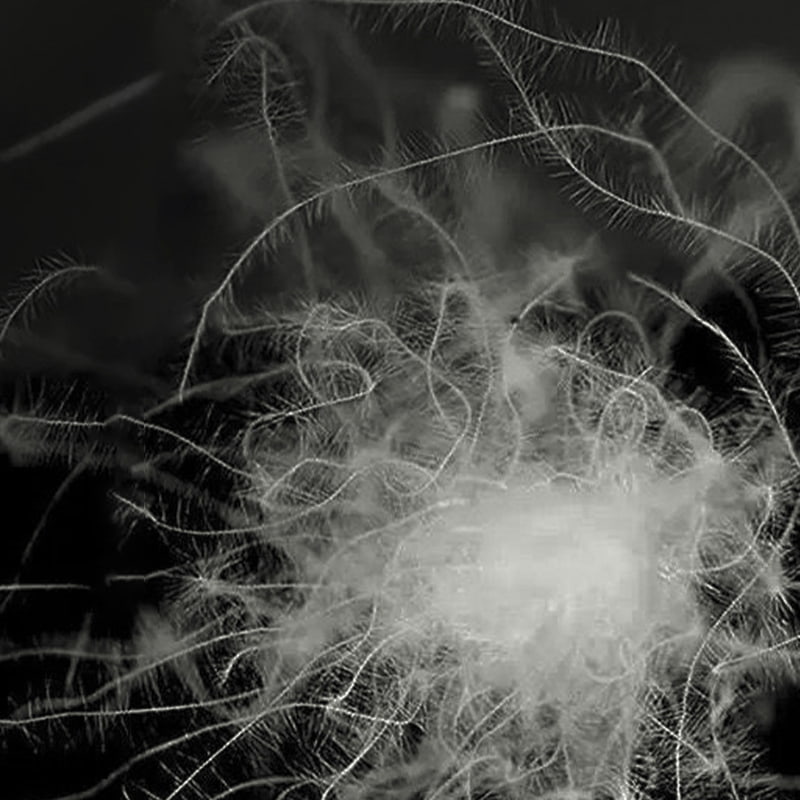 %50 Gri ​​Ördek Tüyü